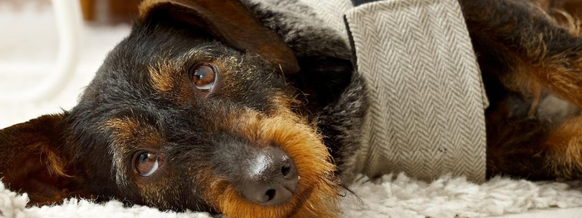 Wirehaired doxie laying on side with thundershirt.