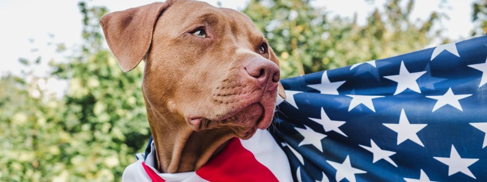 the-hero-k9s-hero-1.jpg