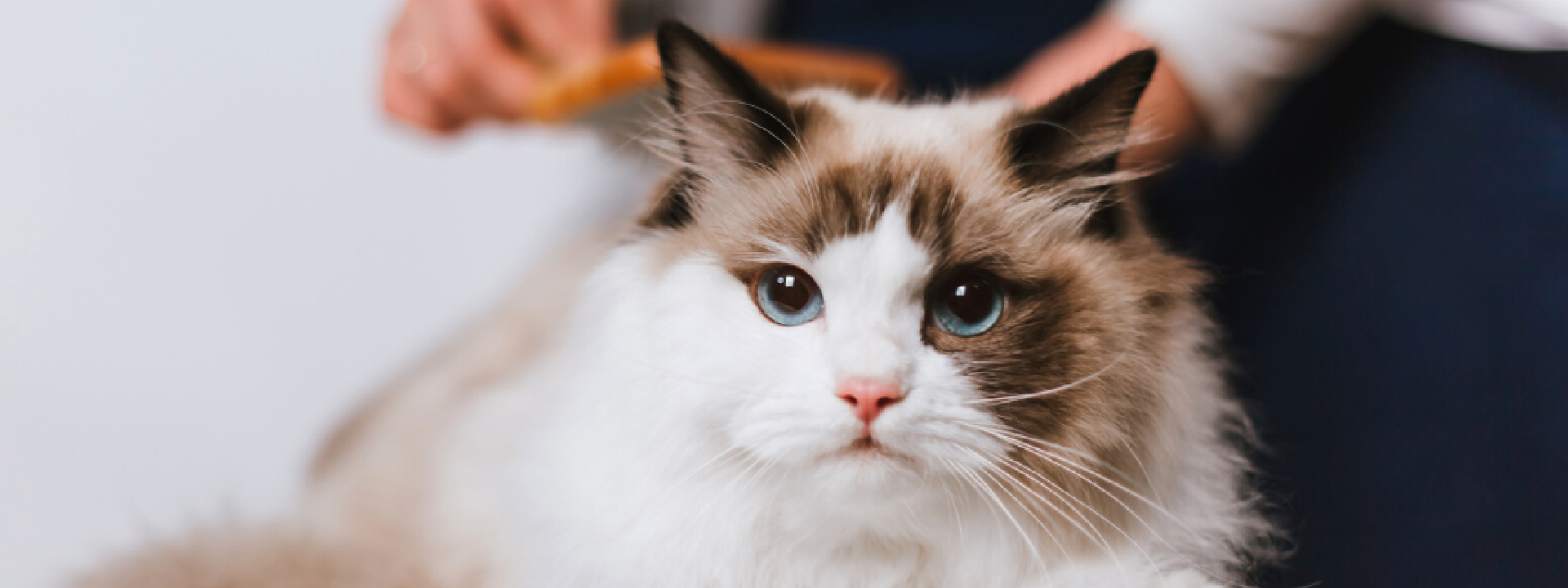 woman combing ragdoll cat on white background