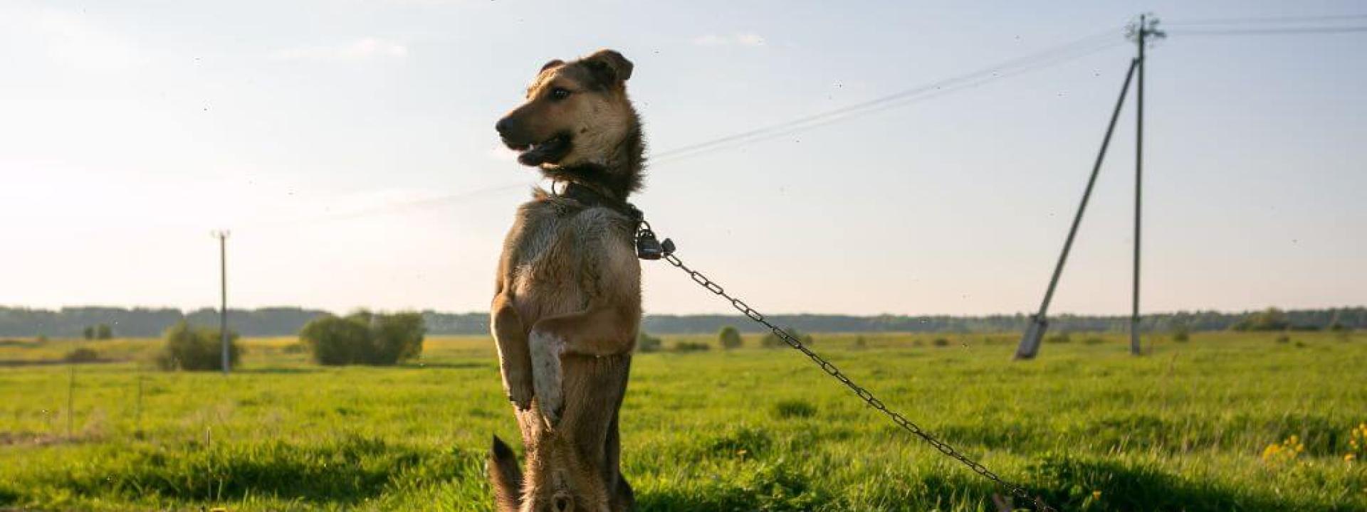 Breaking the Chains: Celebrating National Unchain a Dog Month