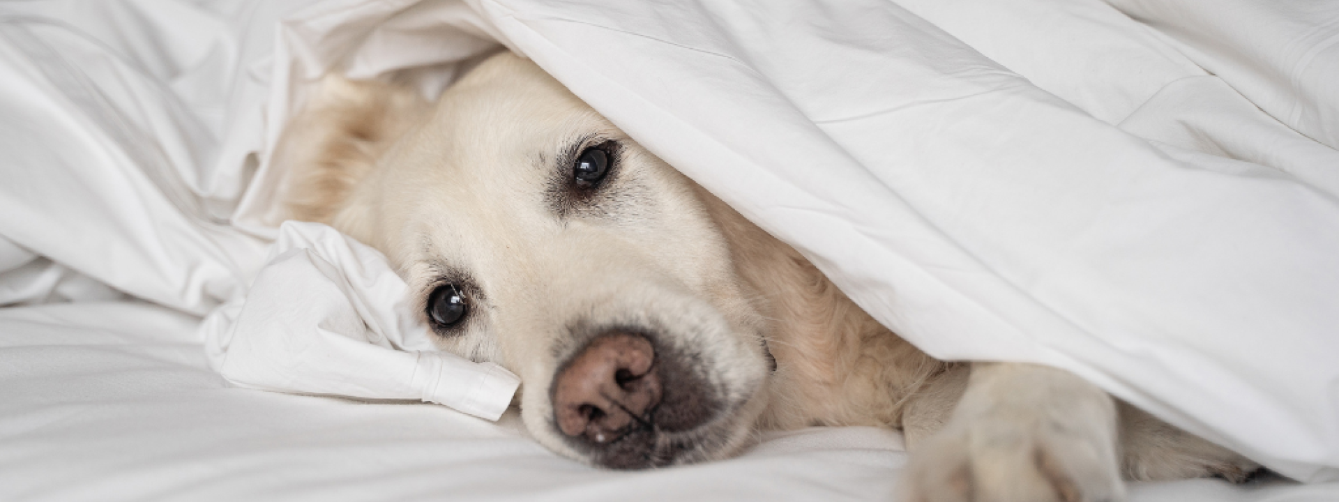 Сlose-up ill dog lying under white blanket in bed
