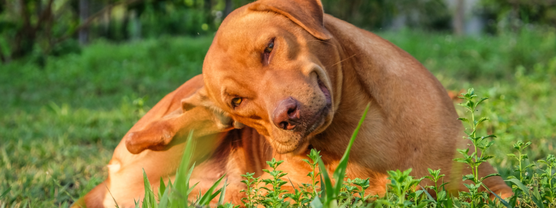 Dog sitting in grass and itching itself.