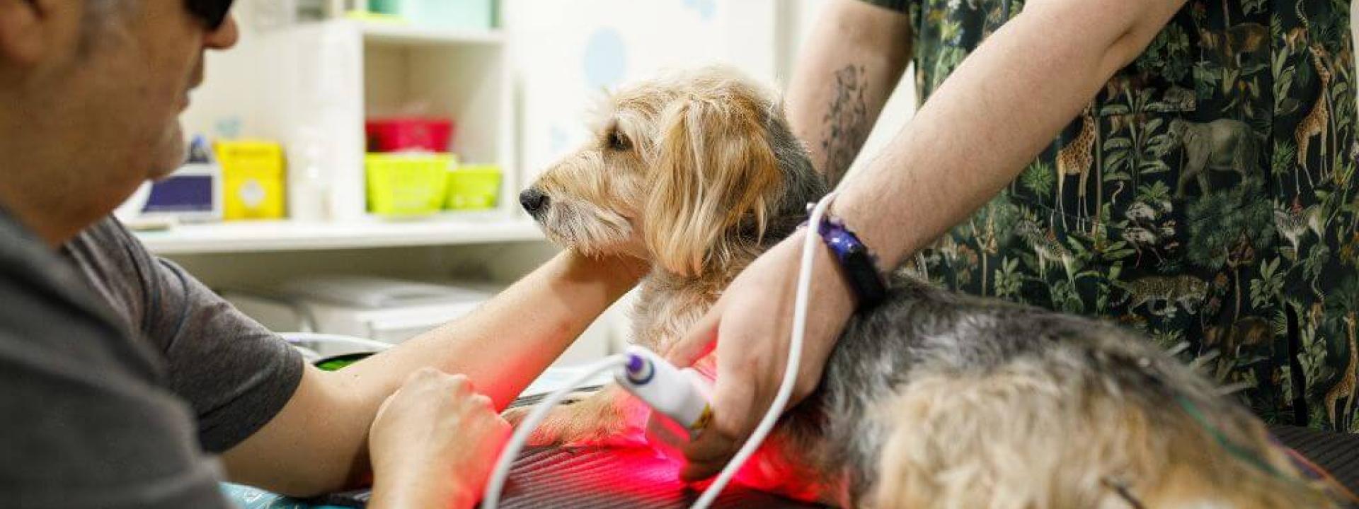 Healing with Light: A Deep Dive into Veterinary Laser Therapy