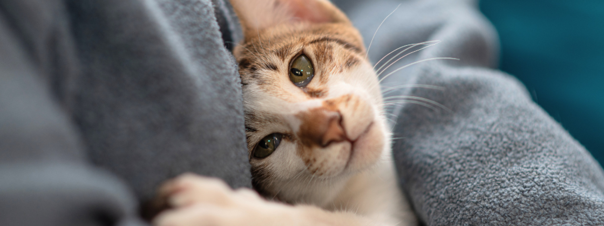 National Cat Lover’s Month: Decoding Your Kitty’s Love Language