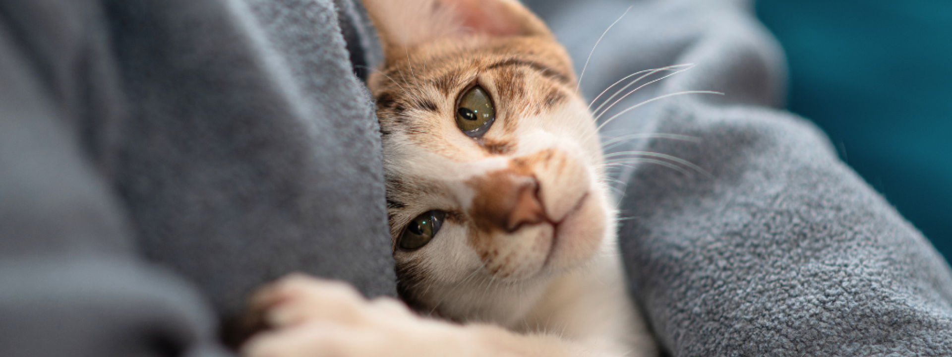 5 Ways to Celebrate National Cat Lovers Month - Companion's Choice