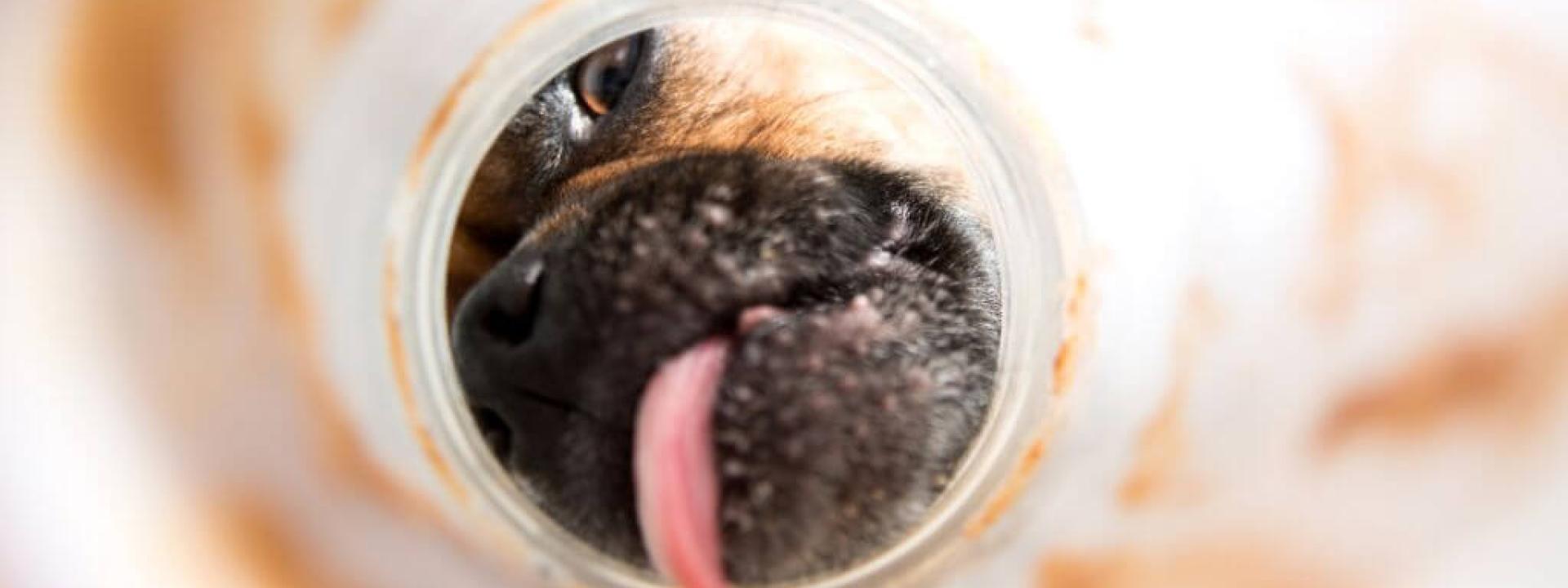 National Peanut Butter Day: How This Tasty Treat Benefits Your Dog